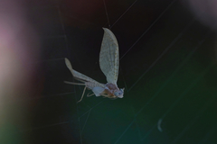 Maccaffertium mediopunctatum