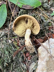 Suillus acidus