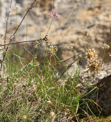 Allium charadzeae