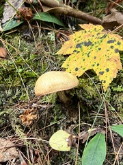 Suillus acidus