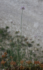 Allium charadzeae