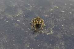Salticinae