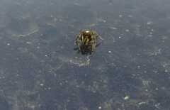 Salticinae