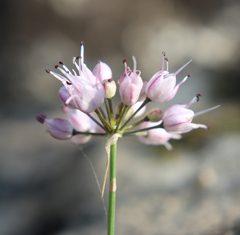 Allium charadzeae