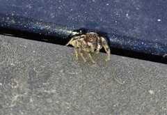 Salticinae