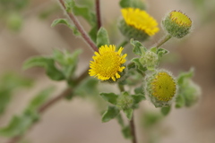 Pulicaria vulgaris