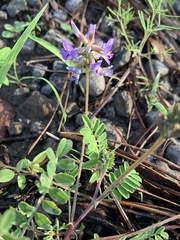 Astragalus gentryi