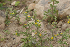 Pulicaria vulgaris