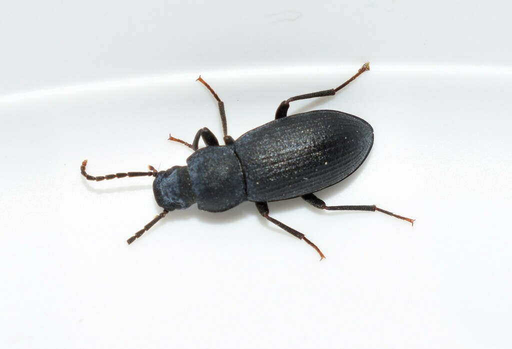 Ceratanisini