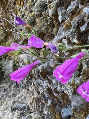 Penstemon triphyllus