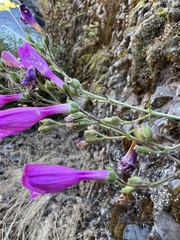 Penstemon triphyllus
