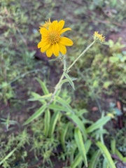 Verbesina parviflora