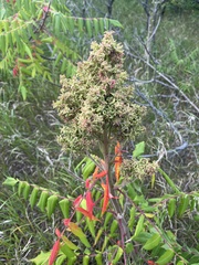 Eriophyes rhoinus