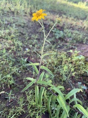 Verbesina parviflora