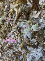 Penstemon triphyllus