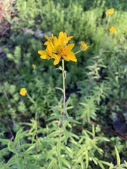 Verbesina parviflora