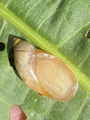 Succineinae