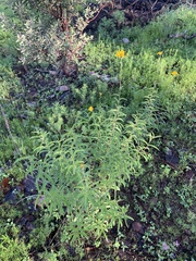 Verbesina parviflora