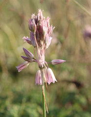 Allium kunthianum