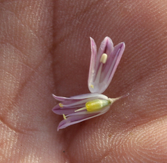 Allium kunthianum