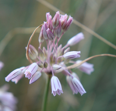 Allium kunthianum