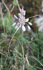 Allium kunthianum