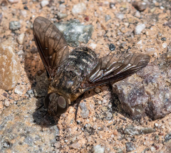 Chrysanthrax vanus
