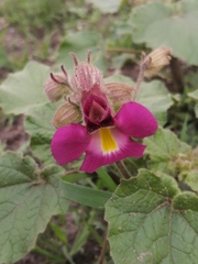 Proboscidea louisianica fragrans