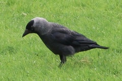 Corvus monedula