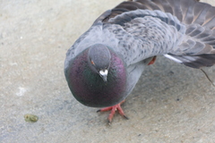 Columba livia