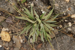 Podosphaera plantaginis