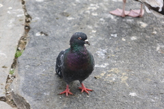 Columba livia