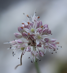 Allium saxatile