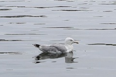 Larus argentatus