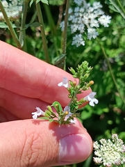 Clinopodium nepeta