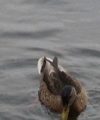 Anas platyrhynchos