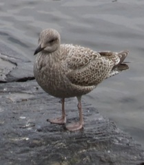 Larus argentatus