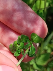 Clinopodium nepeta