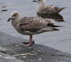 Larus argentatus