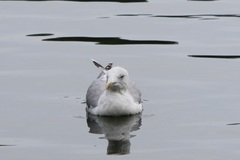 Larus argentatus