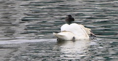 Cygnus olor