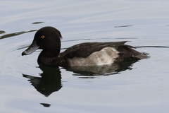 Aythya fuligula