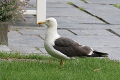 Larus fuscus