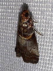 Acrobasis advenella