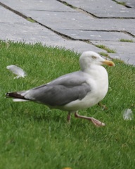 Larus argentatus