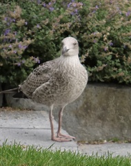 Larus argentatus