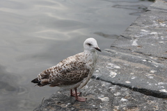 Larus argentatus