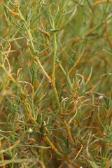 Coleosporium senecionis