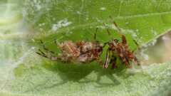 Araneus diadematus