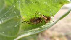 Araneus diadematus